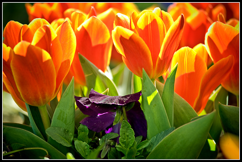 IMG_8292a.jpg