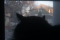 Frankie's View