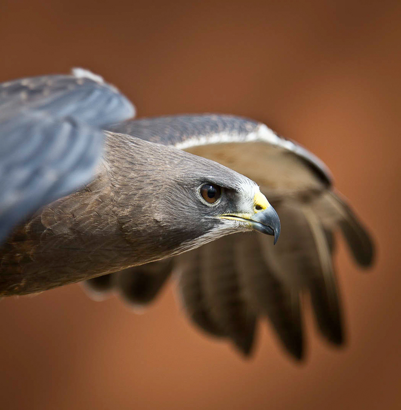 Wind Beneath My Wings