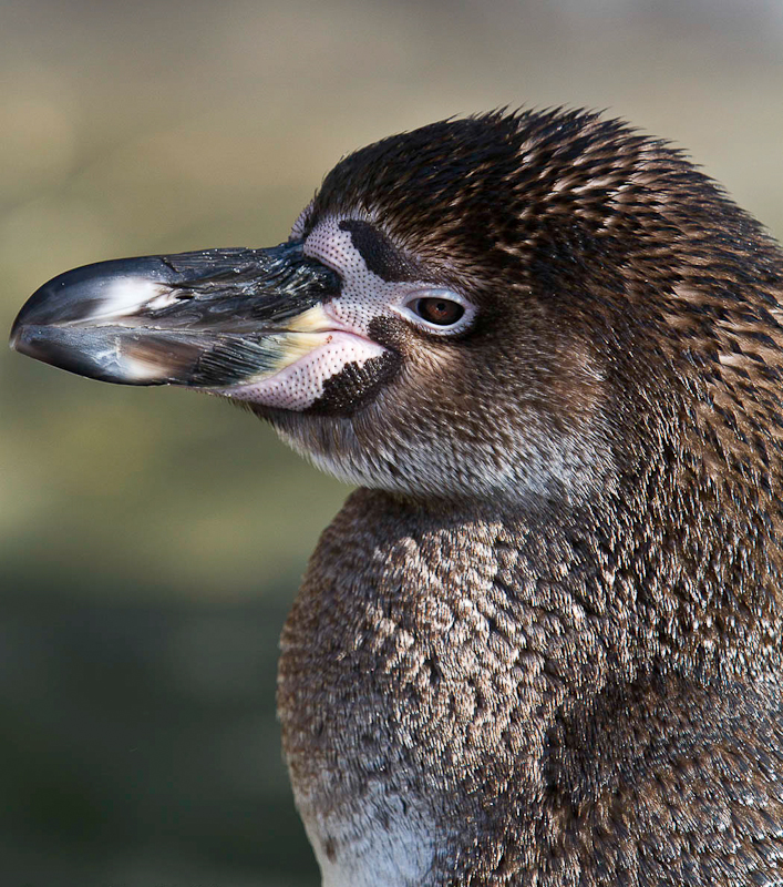 Penguin Portrait