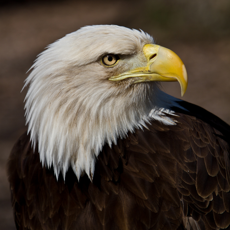 Patriot