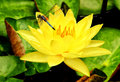 Dragonfly on lily bloom