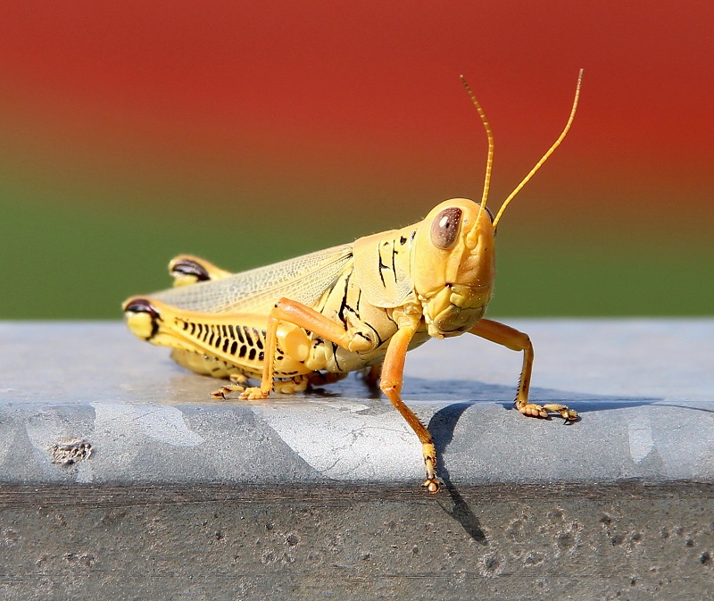 Grasshopper