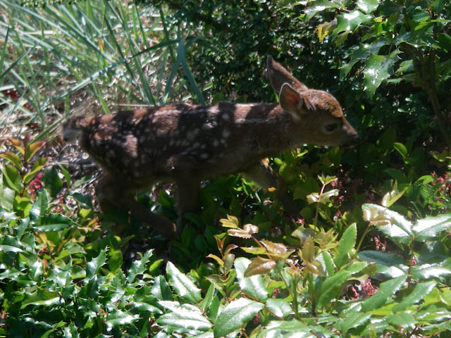 Bambi