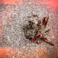 IMG_20250819_152833_088
