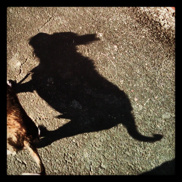 Dangerous, shady dog