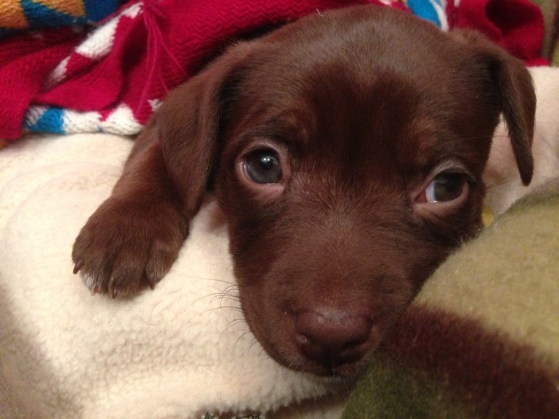 puppy