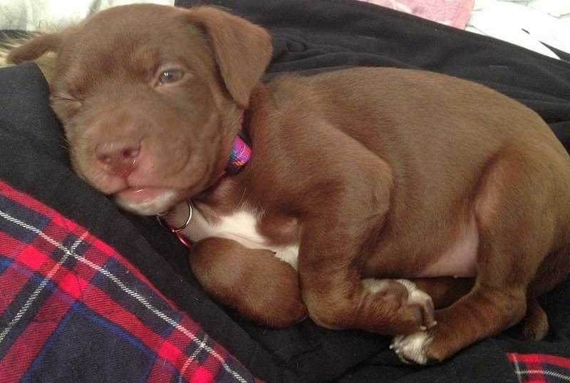 daphne