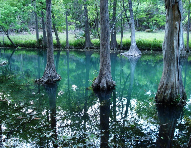 trees