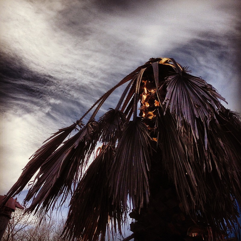 palmtree