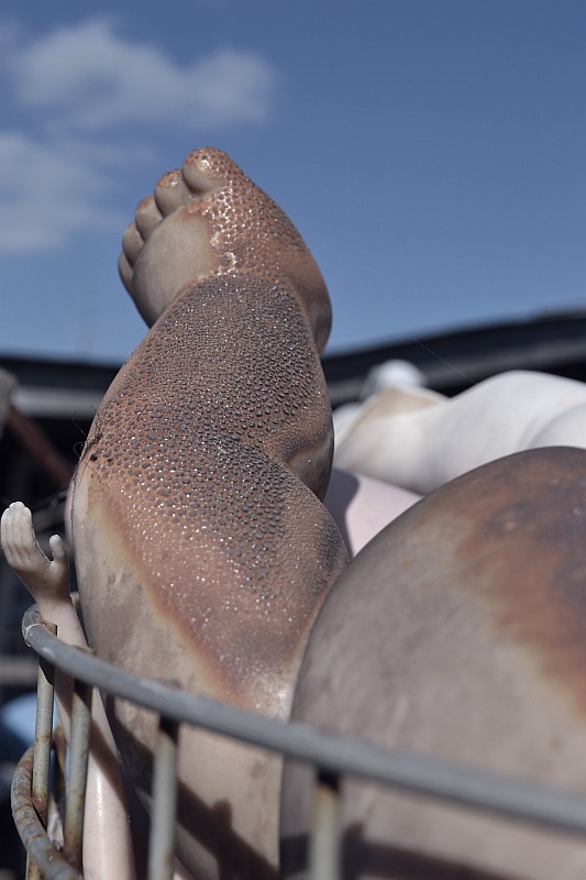 leg