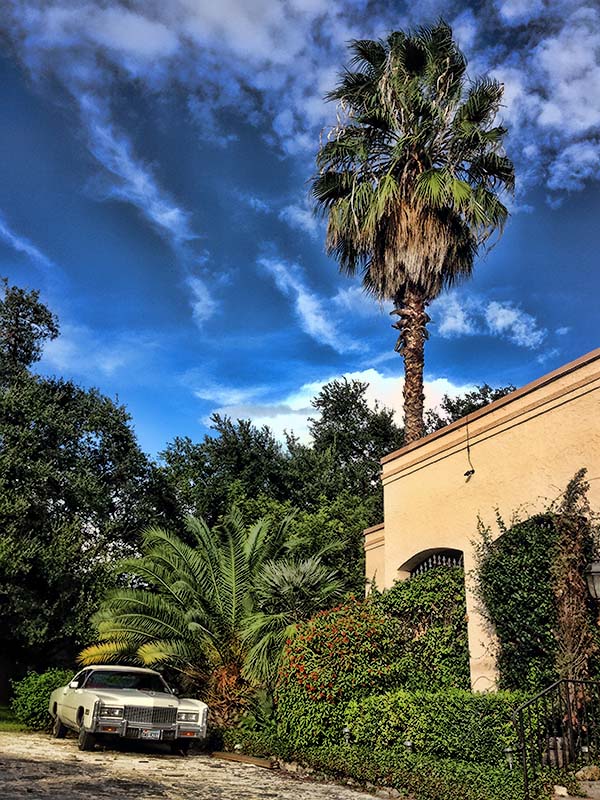 Palm tree