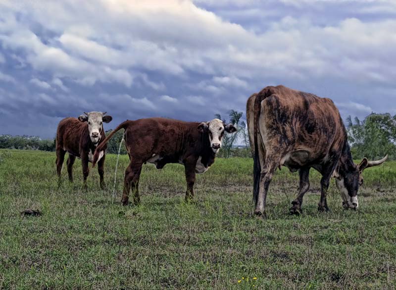 cows