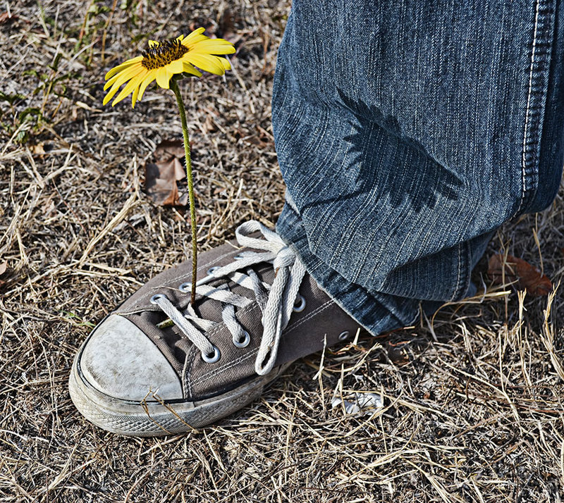 grass shoe flower
