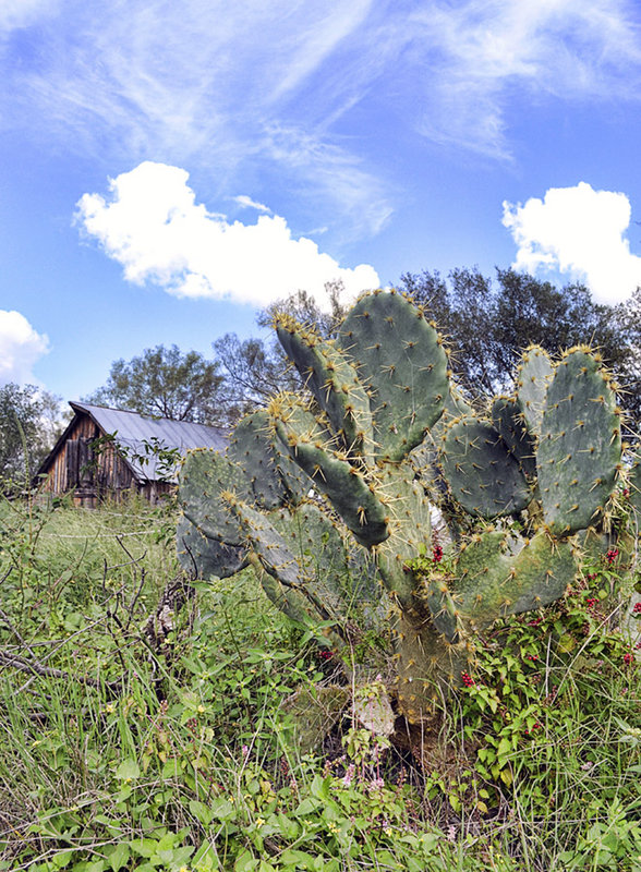 cactus