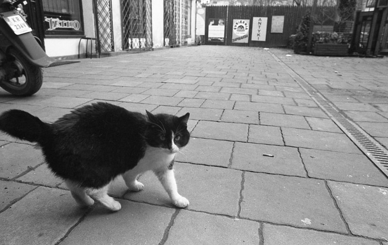 cat