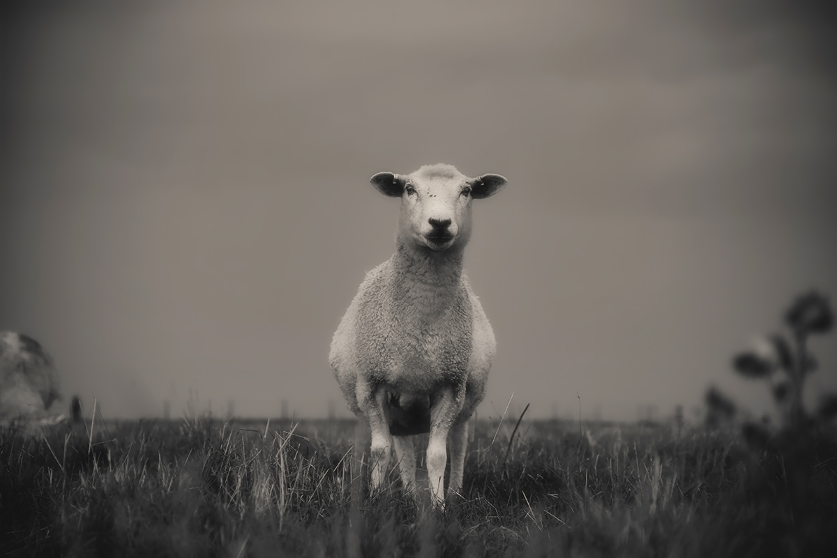 silence-of-the-lamb-2