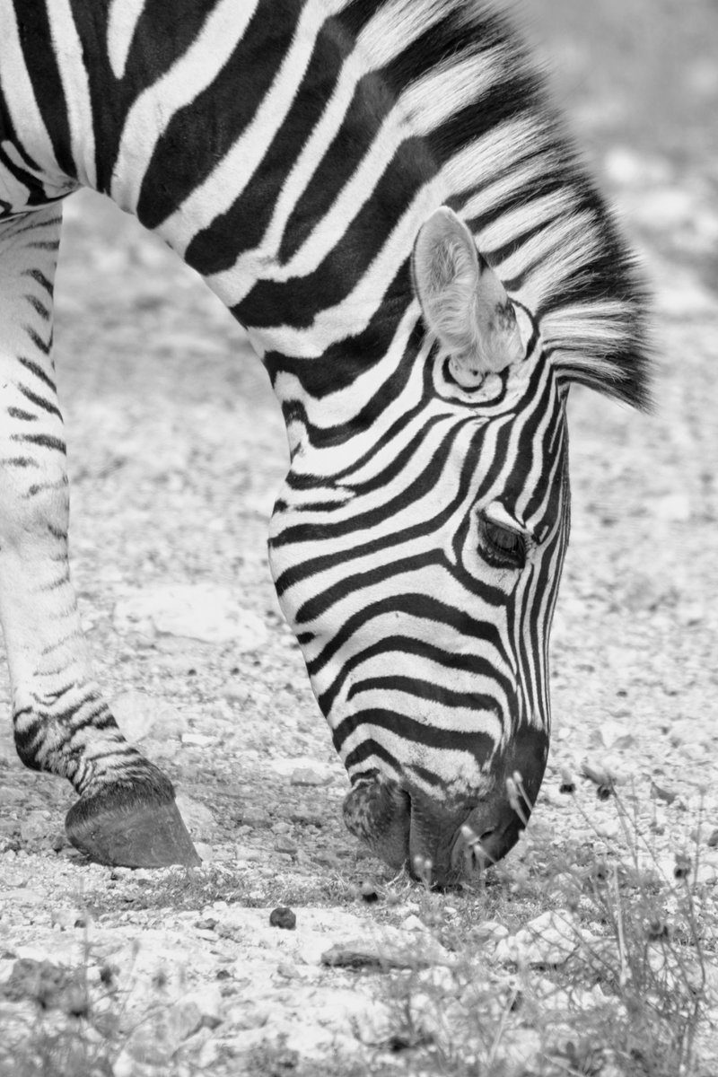 Zebra