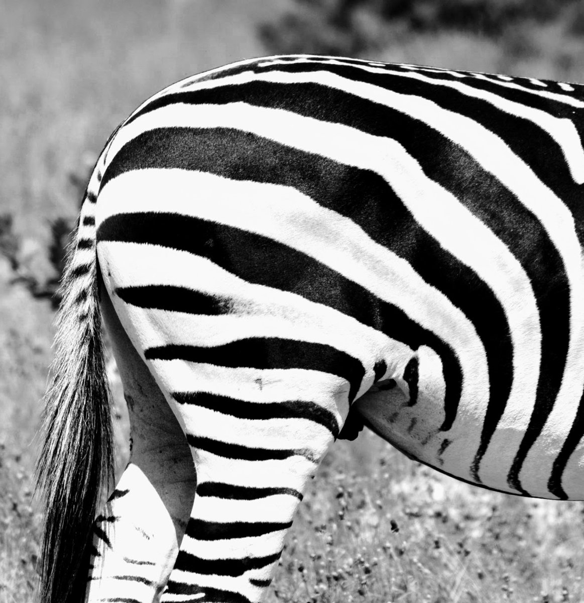 Zebra's butt