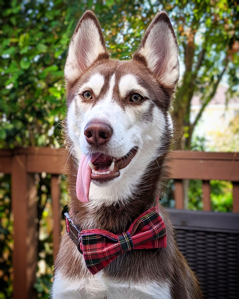 Derp