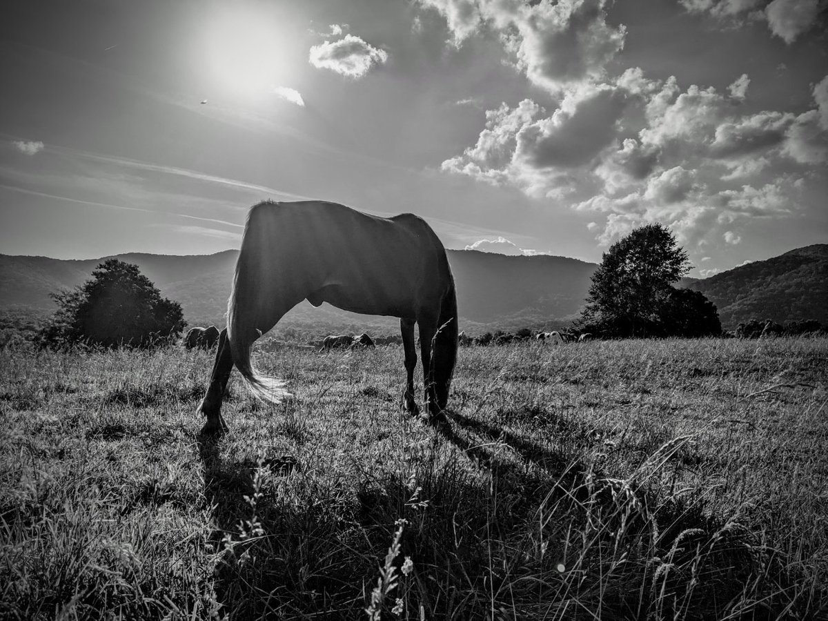 grass is greener
