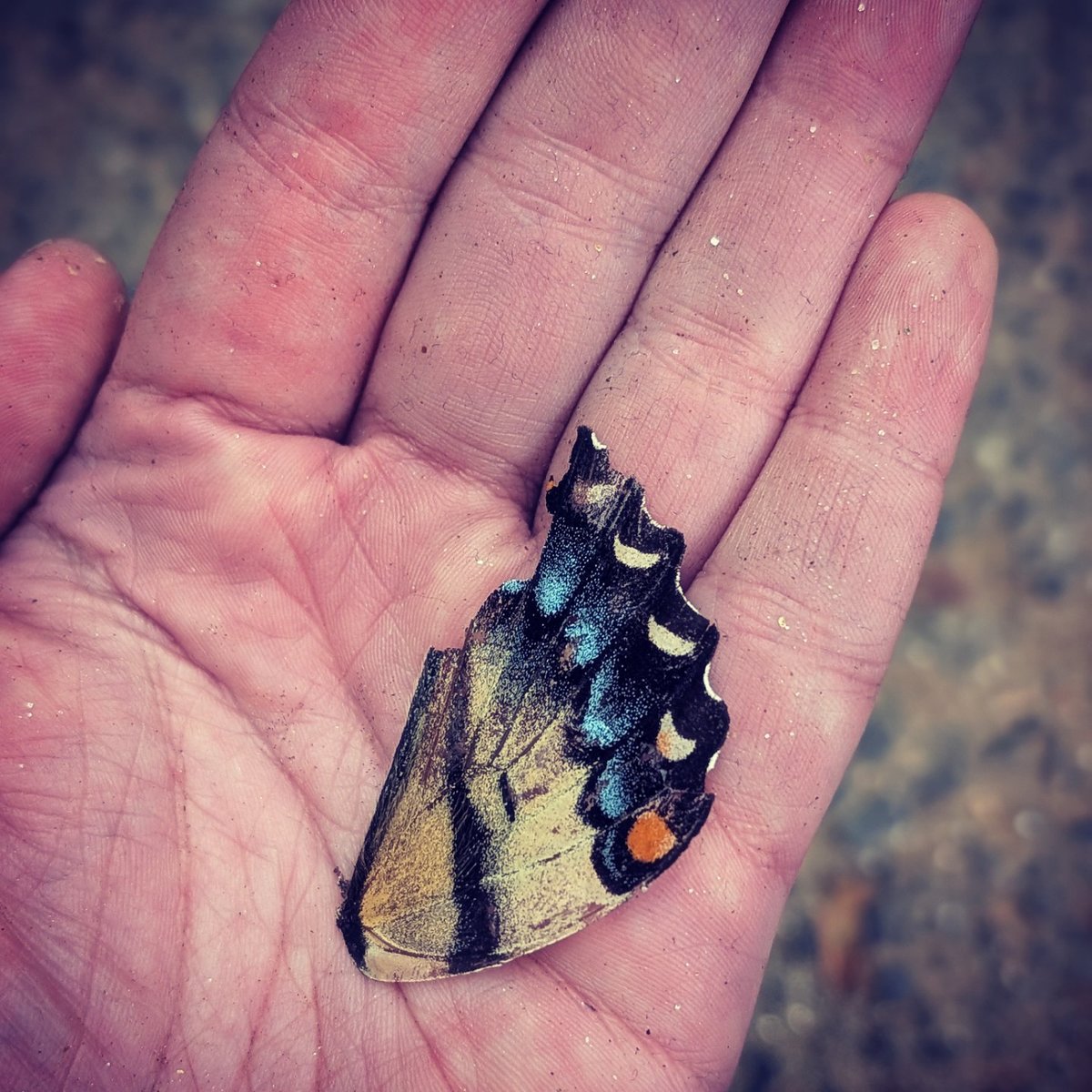 butterfly effect