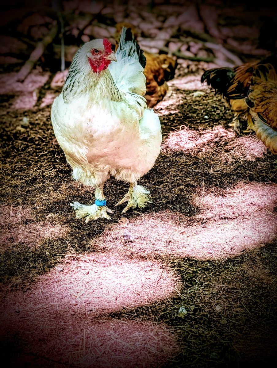 hen