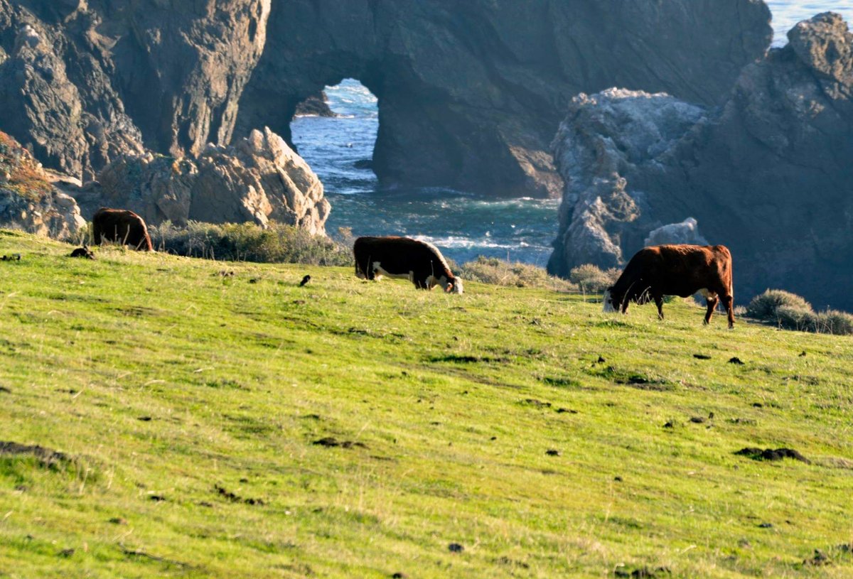 Cows
