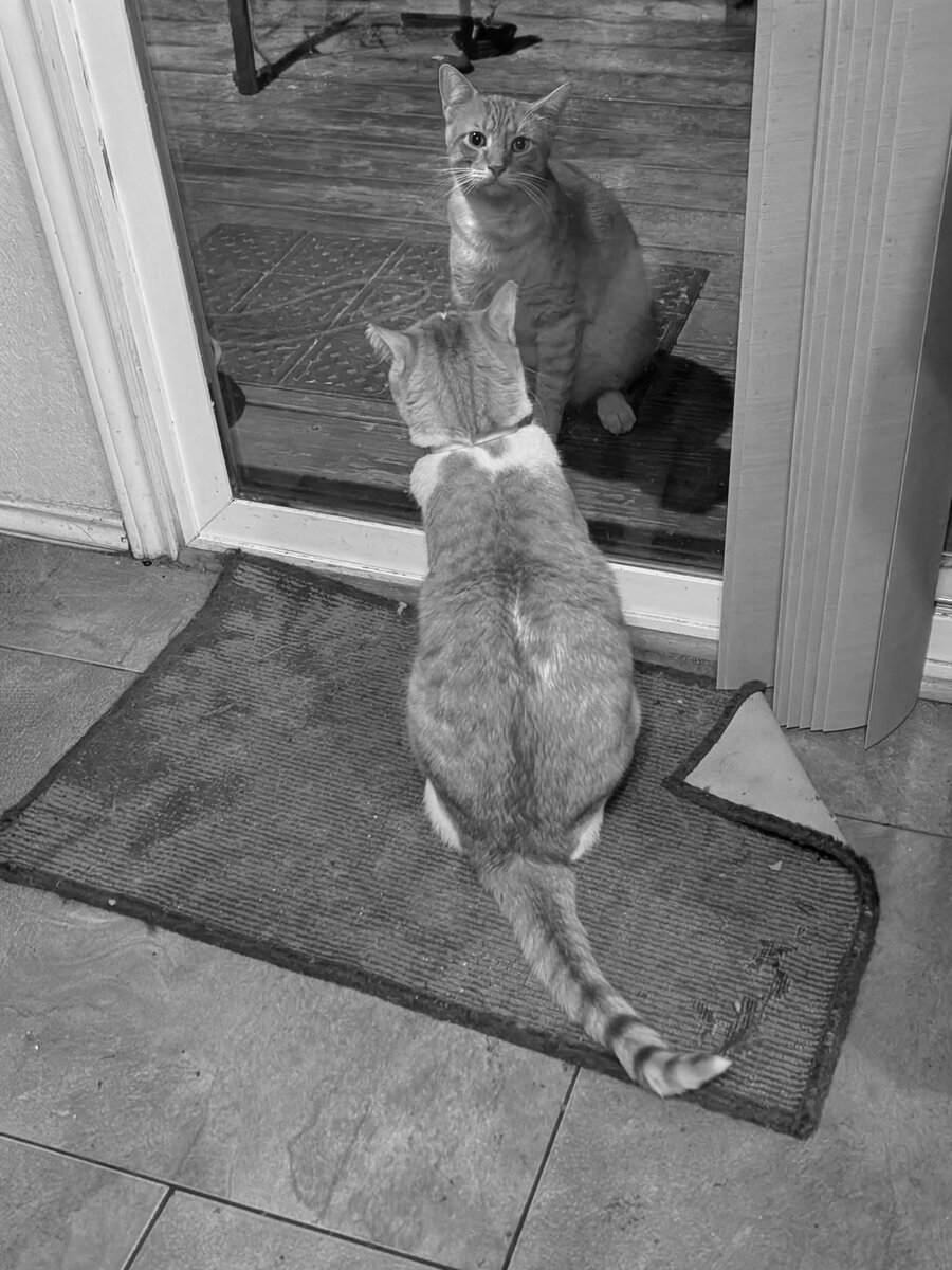 cats