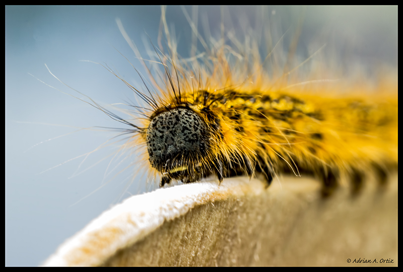 Caterpillar