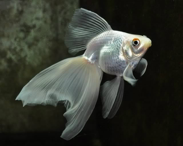 Veiltail