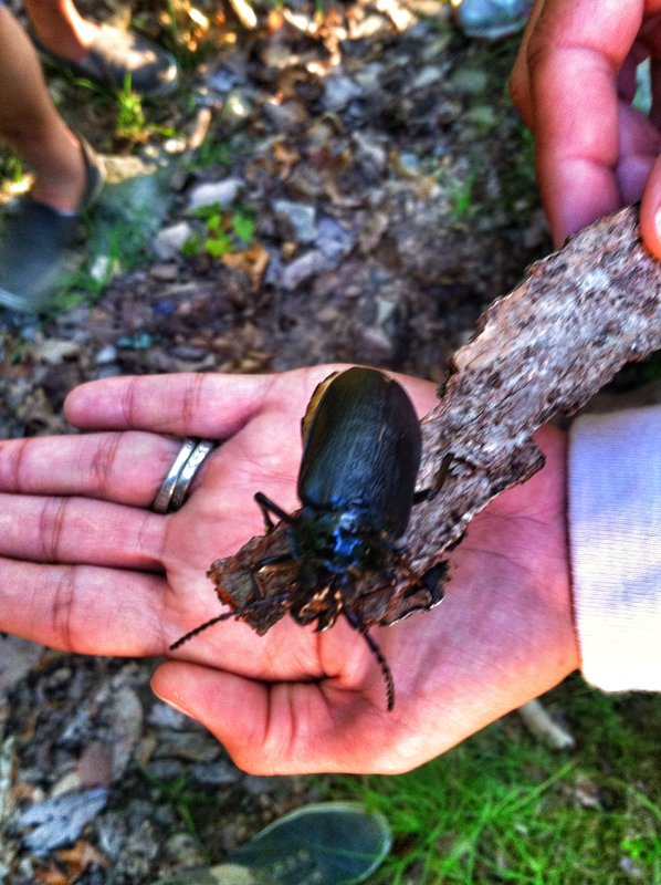 Huge Bug