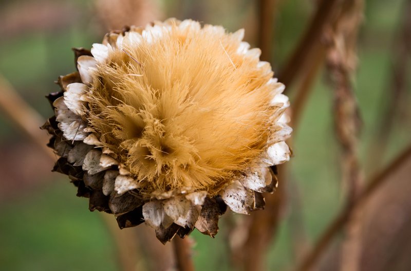 Autum Sunflower