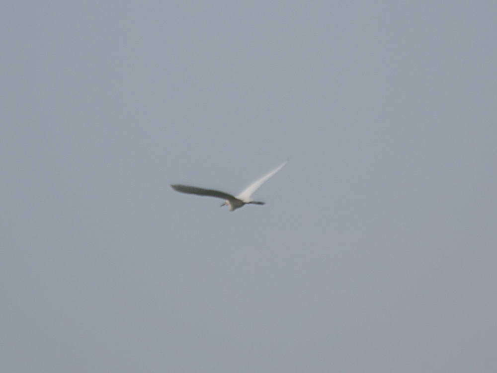 Cattle-Egret