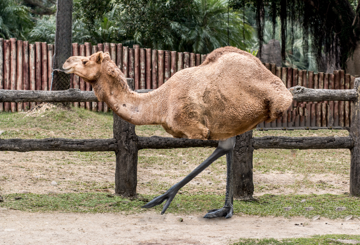 Camel-Emu-small