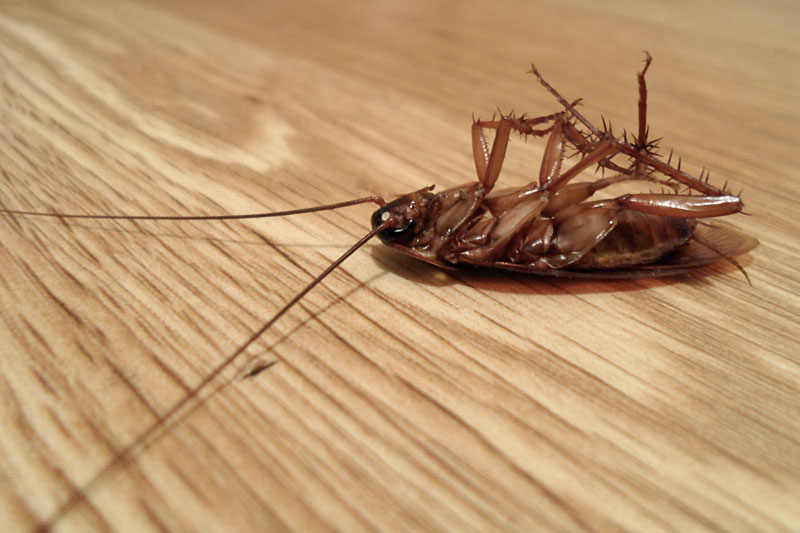 roach