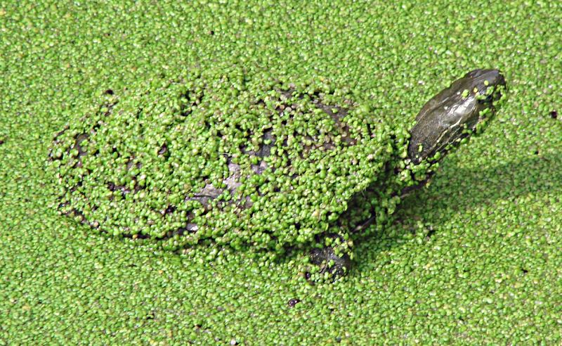 turtle