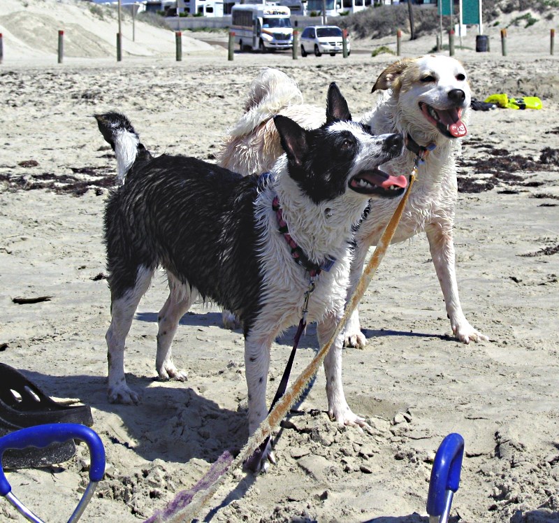 Beach Dogs