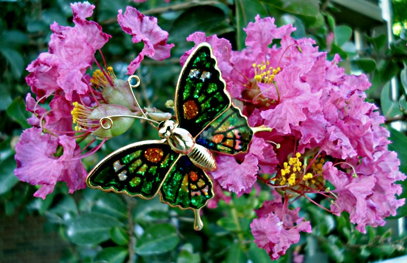 butterfly