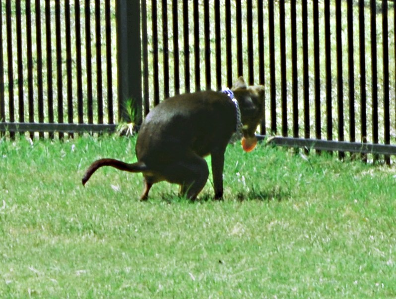 Daphne Pooping