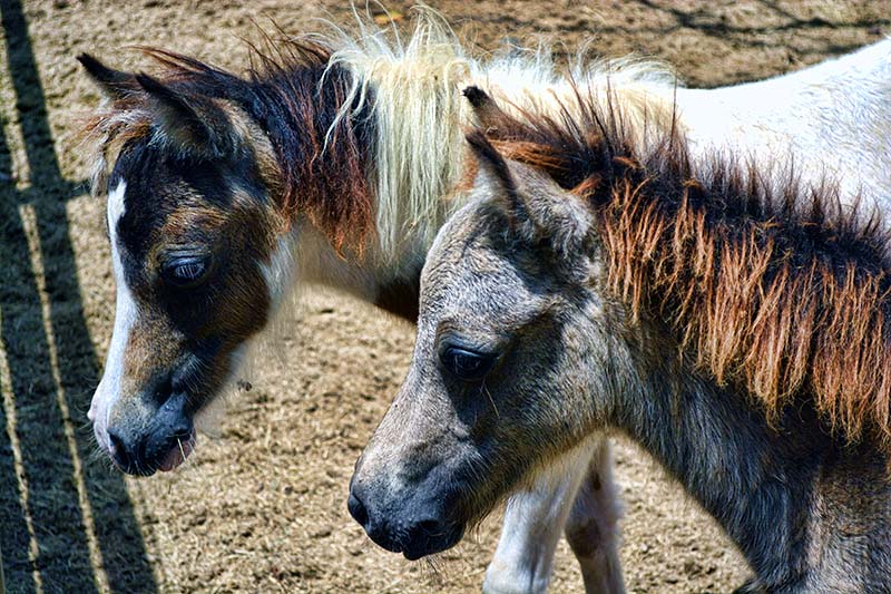 Horses