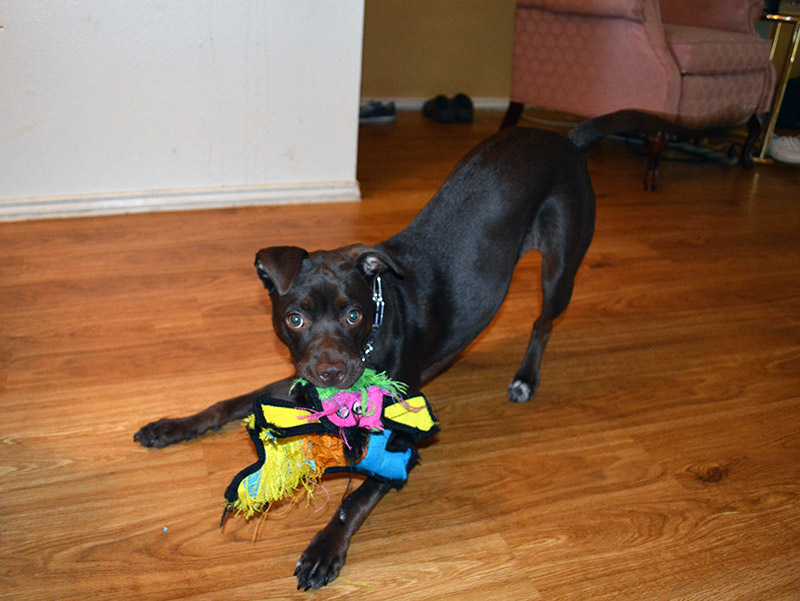 Daphne with Toy