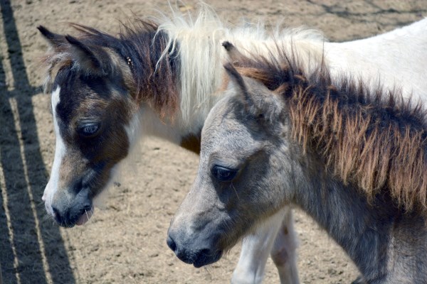 Miniature Horses