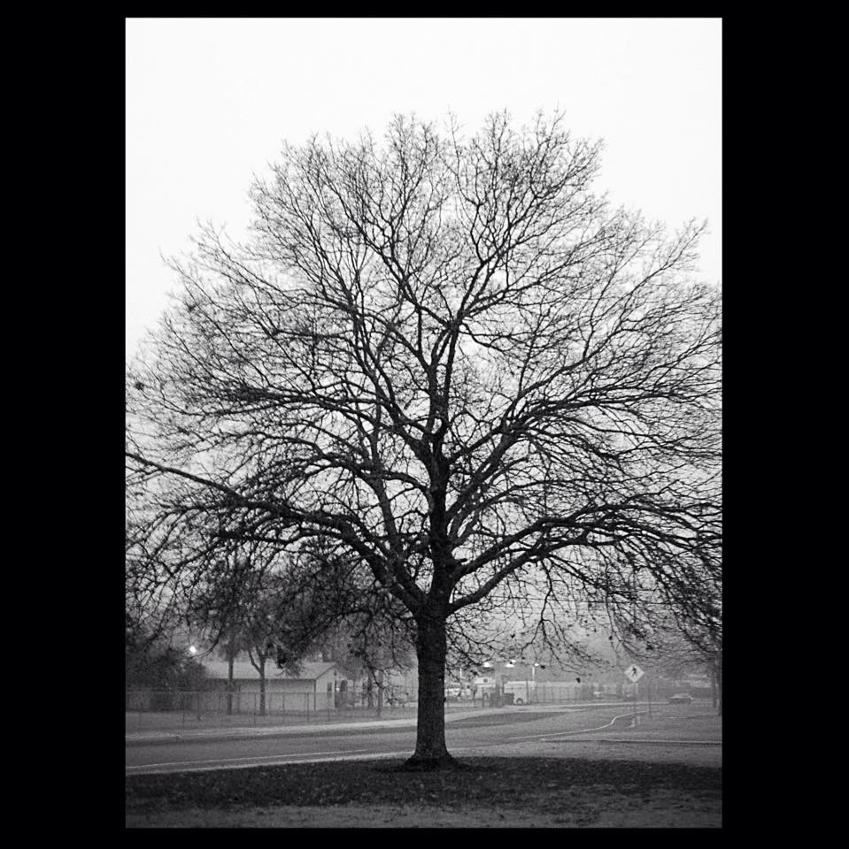Barren Tree