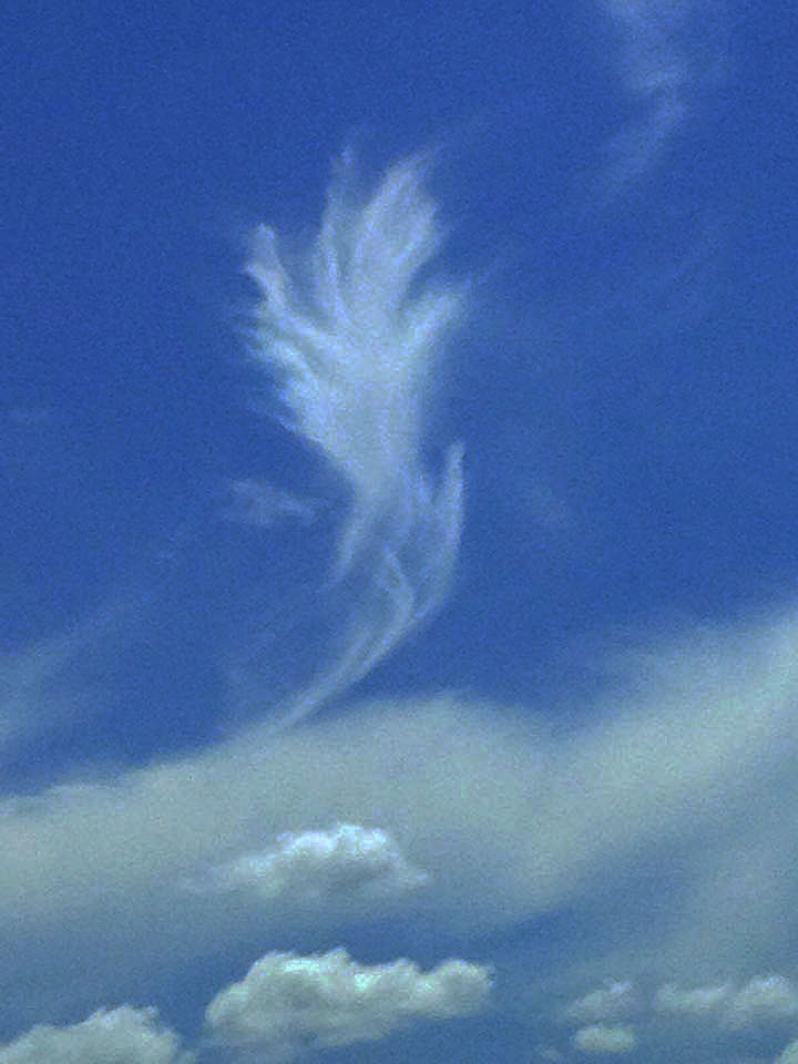 A Feather in the Sky