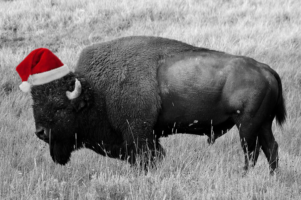 Christmas Buffalo
