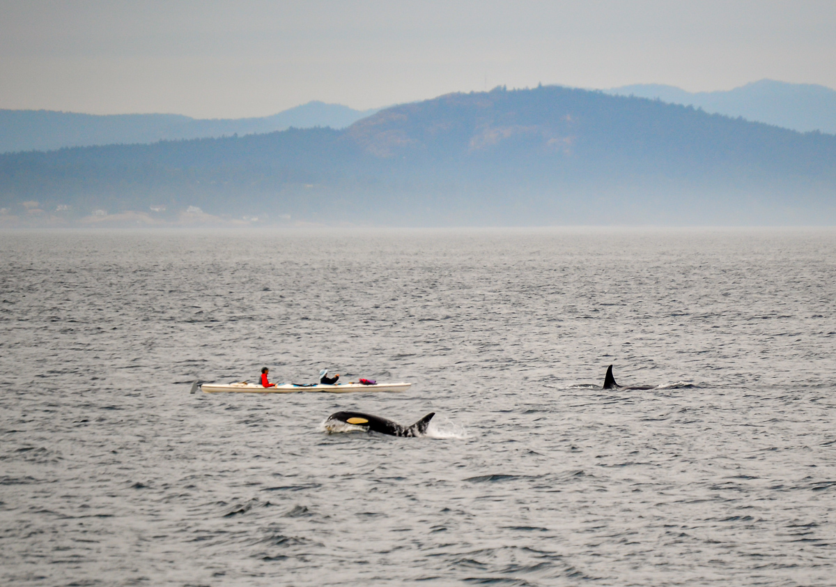 Shamoo!