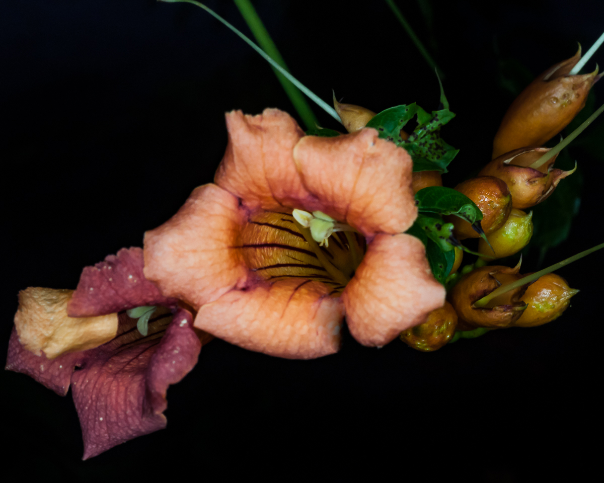 Trumpets in the Dark