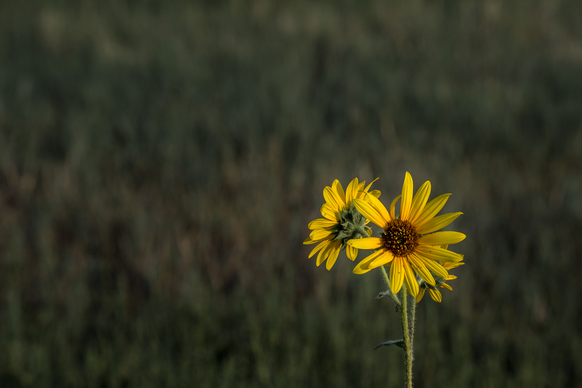 Brown-Eyed Susan