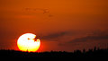 A sunset with birds